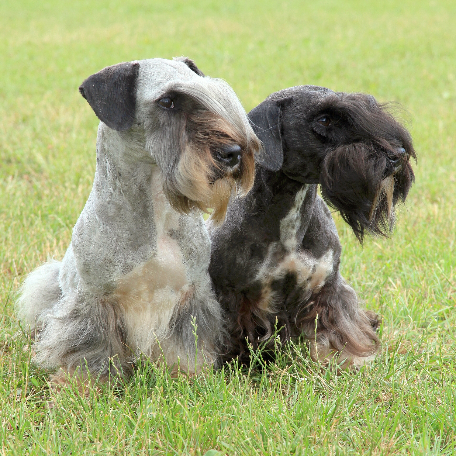 Název plemene český teriér