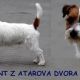 Vermont z Atarova dvora