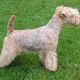 Victoria Rus Terrier Cardenal