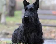 Stretbogi Black Sapphire