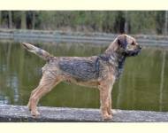 Avar Sterling Moravia