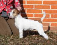 Lovely-Orange Running Rony