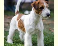 Ho Vinto per Armonia Canina