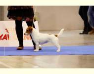 Gentle Goldie Bohemia White Hunter