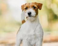 Bow - Wow od Hadího potoka