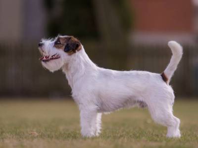 Fiddle Riddle Anachsunamun