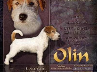 Oliver Via Heraltisz