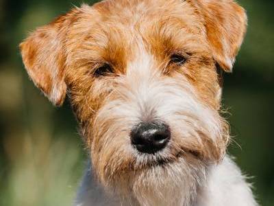 Veni Vidi Vici od Bobří řeky