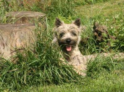 Little Squire Archi Fisher