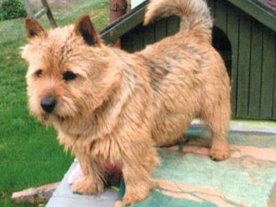 Hazard Terry-Westie