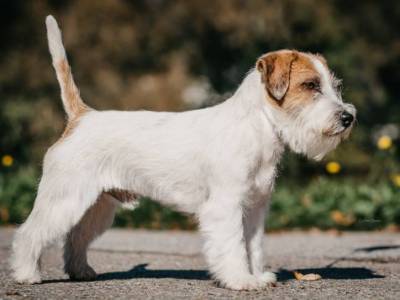 Quido od Bobří řeky