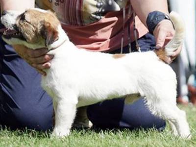 Chianti di Armonia Canina
