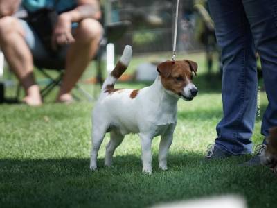 Rocky Balboa Via Heraltisz
