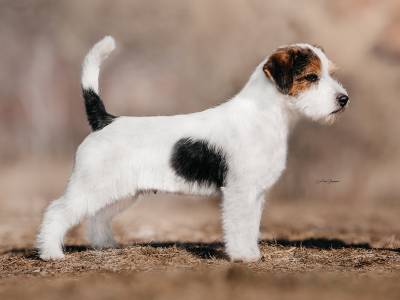 Flash Black Bohemia Point