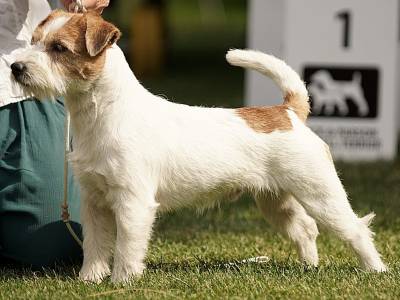 De Schoko BP Budweis Jack