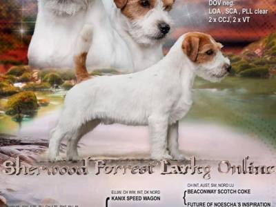 Sherwood Forrest Larky Online