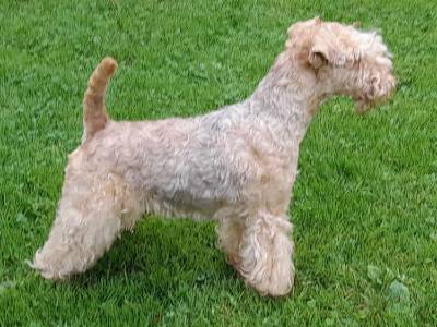 Victoria Rus Terrier Cardenal