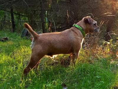 Barney Spomyšl Bohemia