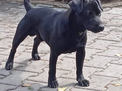 Eda Gala Black (PAT)