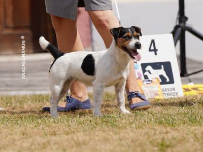 Bernie od Vrchu Kamýk