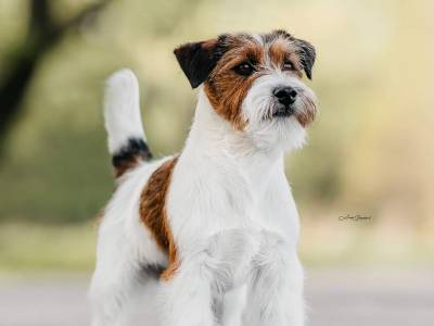 Illusion Budweis Jack