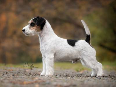 Pink Floyd Via Heraltisz