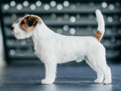 Crash Bandicoot White Star Bohemia