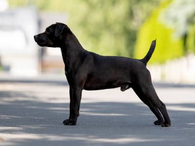 Indy Železný kůň