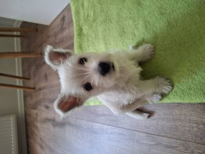Vrh A Tres mignon