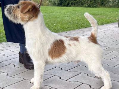 Ubu di Armonia Canina