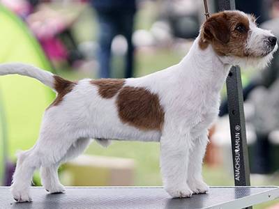 Ho Vinto per Armonia Canina