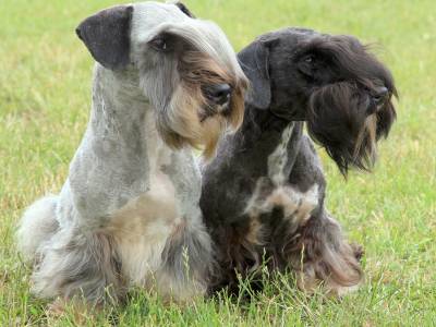 Název plemene český teriér