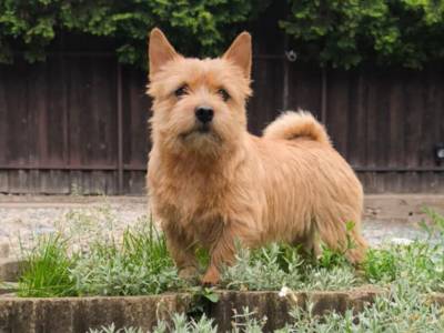 Vivienn Lett Terry-Westie