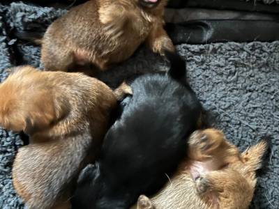 Vrh A from Ebonyland