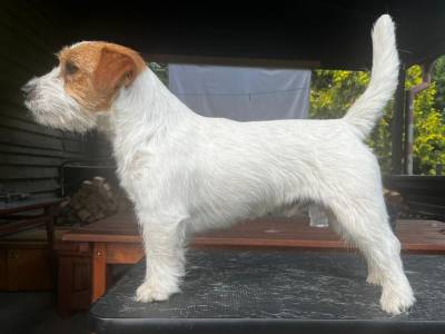 Butter Cookie Katrin Space