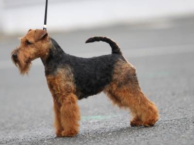 Fantaghiro Žanetino srdce