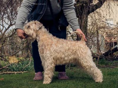Precious Pipi Top of Ben Nevis