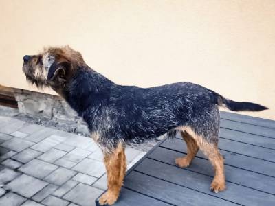 Demeter Jankovská střela