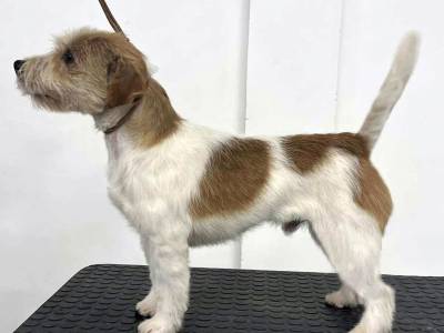 Modigliani di Armonia Canina