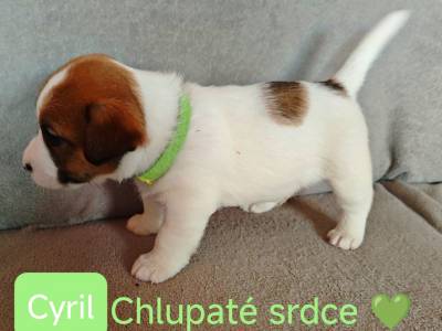 Vrh C Chlupaté srdce