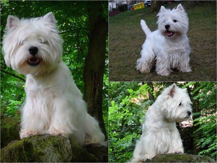 Bonie My white Angel