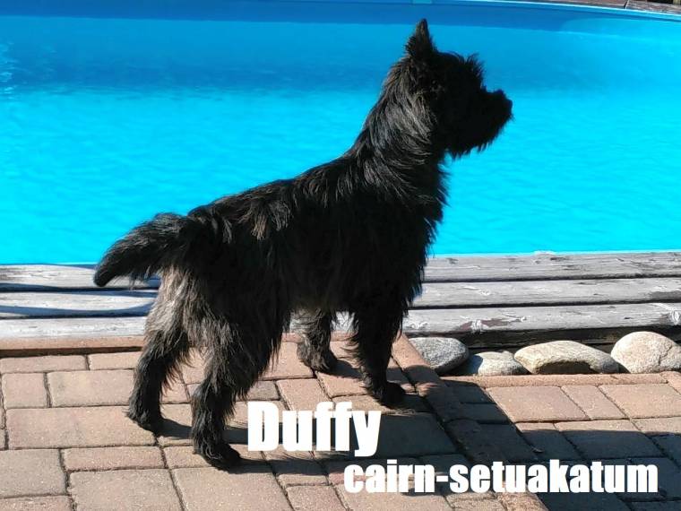 Duffy Cairn-Setuakatum