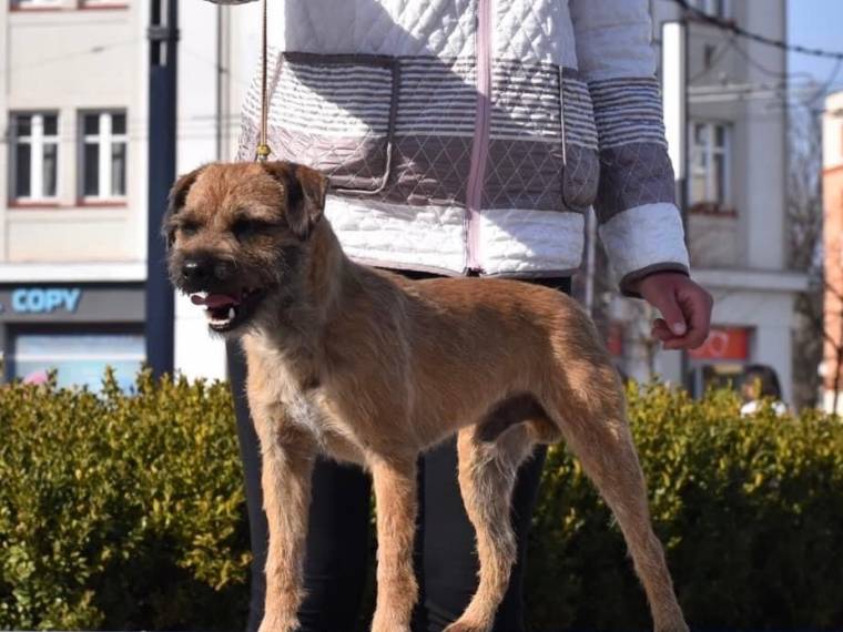 Force Fido Psi Mysteria