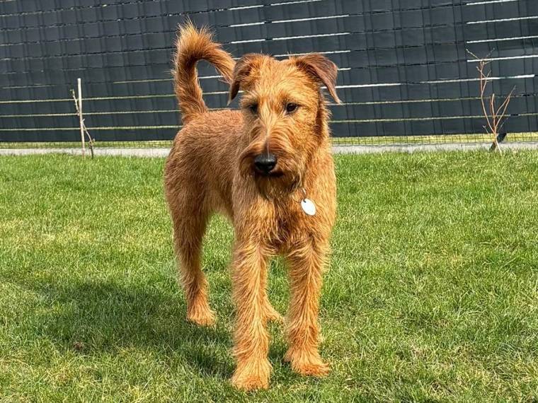 Enda Libik Barakohar z Rudej Bandy