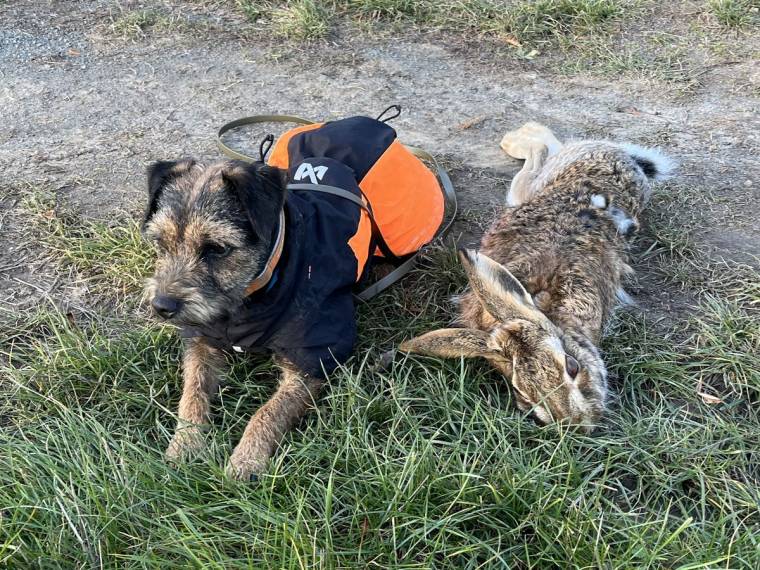 Beast Rebell Represent