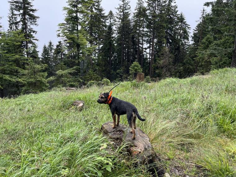 Beast Rebell Represent