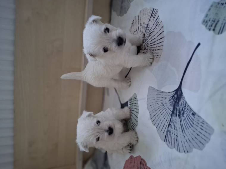 Vrh A Tres mignon