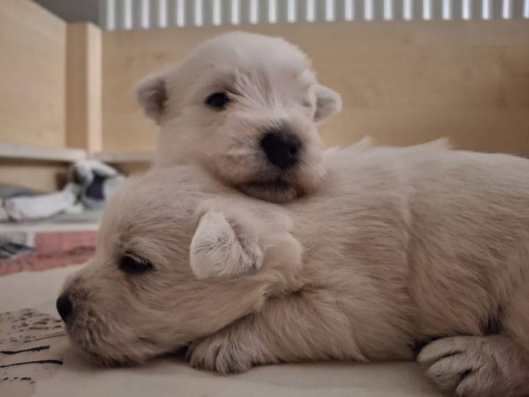 Vrh A Tres mignon