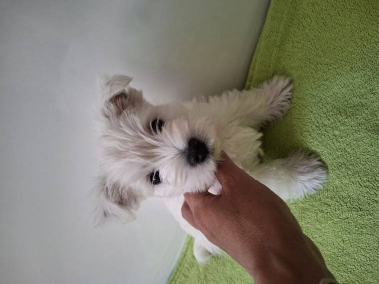 Vrh A Tres mignon