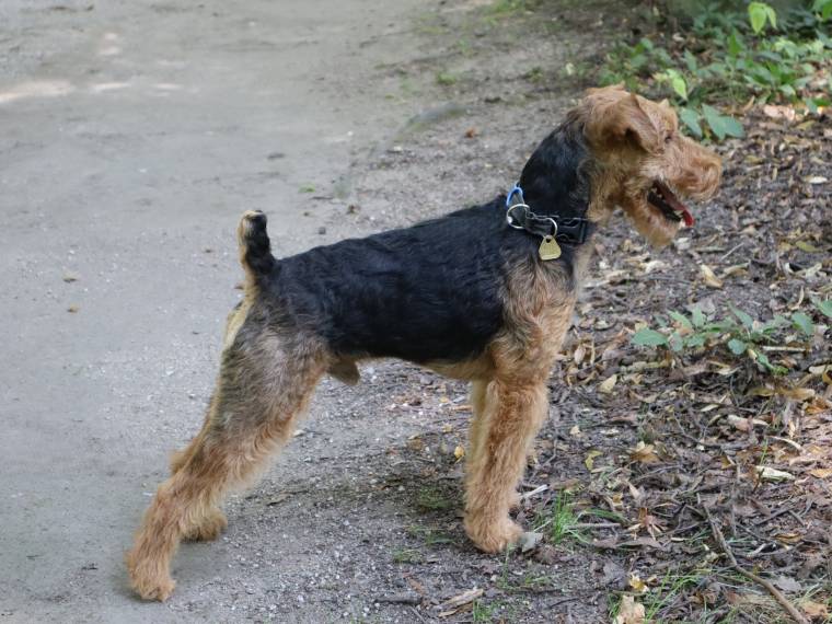 Frodo od Zábědovského potoka